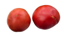 Domata Roze