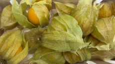 Physalis Colombia
