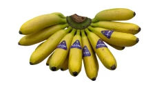 Banane Baby