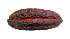 Cacao Fruit