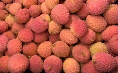 Lychee México