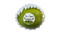 Guava