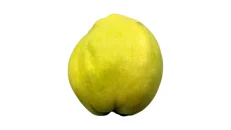 Ftua
