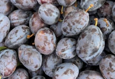 Kumbulla Tropoje