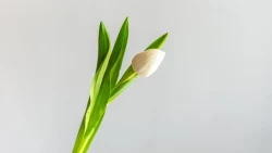 Tulipanë
