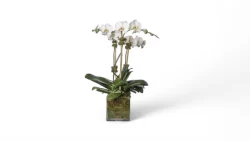 Orchid Delight White