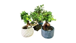 Bonsai 3