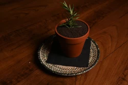 Tiramisu Ulliri