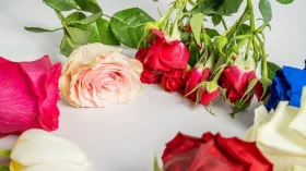 Klinti Flower Shop 